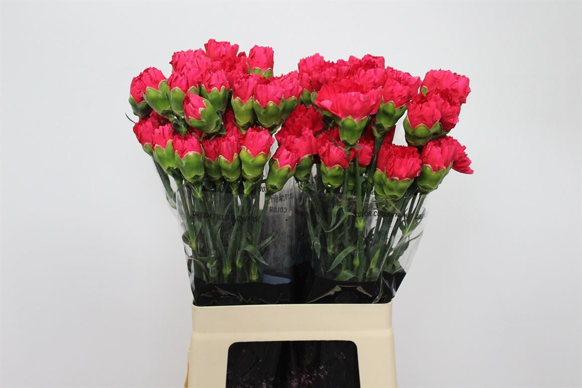 Hoek flowers